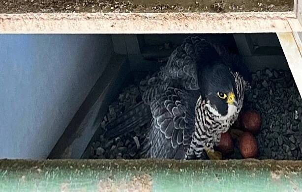 Read more about the article Falcons return to International Bridge