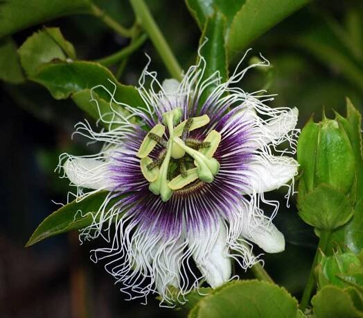 Passiflora Edulis- passion friut
