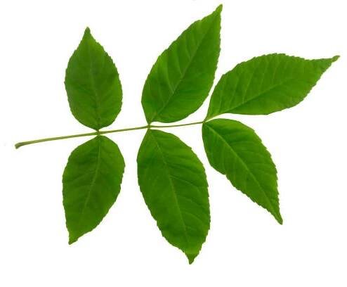 list jasanu (fraxinus americana) izolovaný na bílém pozadí. - ash tree uk - stock snímky, obrázky a fotky