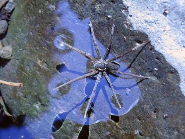 Briangreenei, surfující pavouk - GALERIE: Nový druh pavouka, který surfuje na vlnách (1/5)