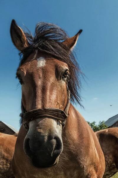 Braunes Pferd auf der Koppel - Portrait