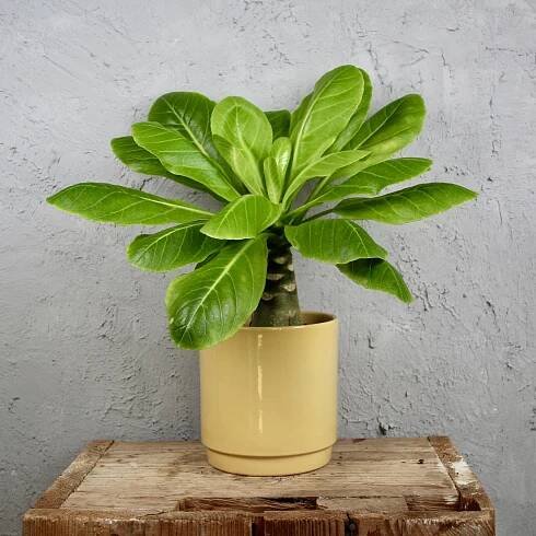 Brighamia insignis – Havajská palma