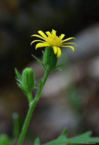Starček lepkavý - Senecio viscosus