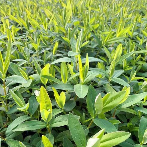 Hypericum calycinum (St. John’s Wort) - Cavano's Perennials