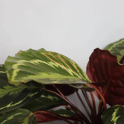 Calathea Medallion XL