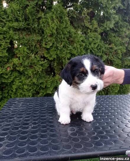 Jack Russell teriér - pejsek na prodej 