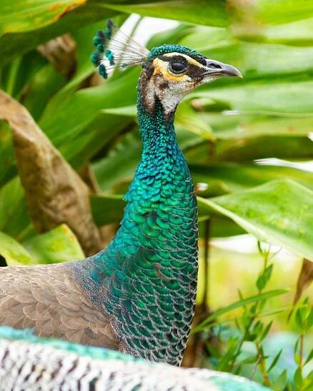 Female Peacock