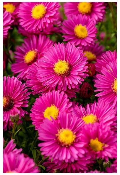jenny aster dumosus 73962 1