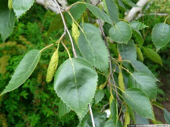 Betula jacquemontii bříza Jacquemontova Betula utilis var. jacquemontii