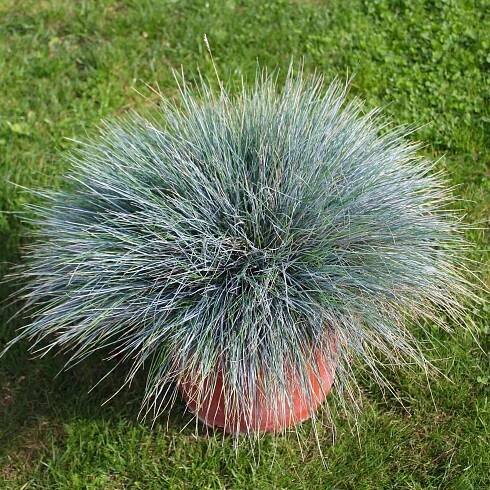 Elijah Blue Fescue FESTUCA GLAUCA 'ELIJAH BLUE'