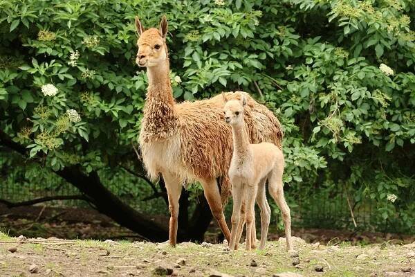 Kopytníci v liberecké zoo přivítali novou generaci. Mladé mají zebry i sobi