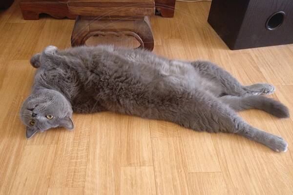 Archibald Nami, CZ | Blue Alchemist, CZ - Chartreux - Kartouzská kočka
