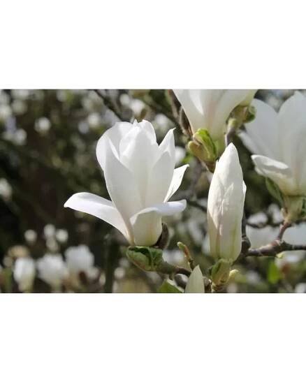 Magnolia soulangiana "Alba superba" 40-60 C4L