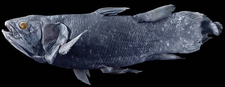 The Coelacanth May Live for a Century. That’s Not Great News