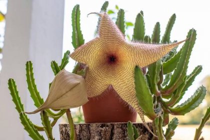How to Grow and Care for Stapelia