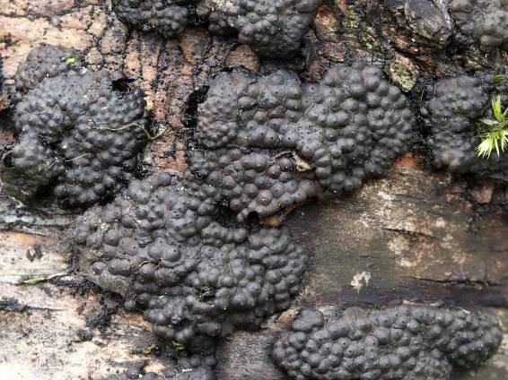 Sordariomycetes - tvrdohouby - myko.cz