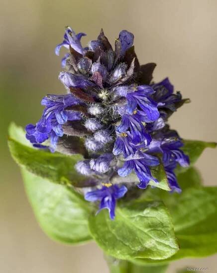 Zběhovec plazivý (Ajuga reptans)