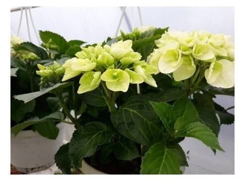 HYDRANGEA MACROPHYLLA BÍLÁ ZAHRADA HORTENZIE - Zahradnictví Azalia