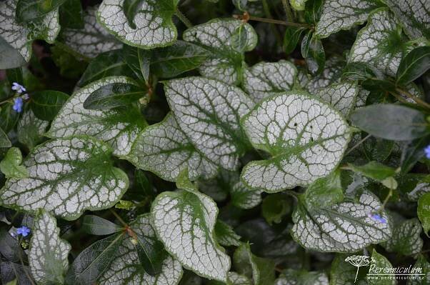 Brunnera macrophylla 'Jack Frost' | Perennicullum