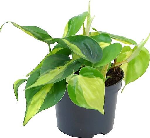Filodendron "Brasil" průměr květináče cca 12 cm Philodendron scandens nakoupit u OBI