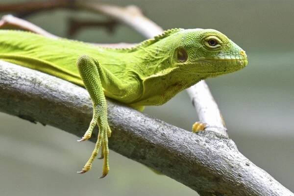 Další mláďata v Zoo Jihlava: podívejte se na mláďata leguánů. Zřejmě sestry
