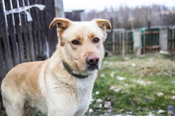 Psi k adopci z útulků, azylů a neziskových organizací