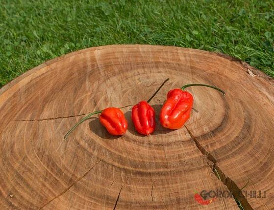 Carolina Reaper x Fidalgo Roxa F4 | Chilli semena | Chilli semena | Chilli semínka | Chilli omáčky | GOROL CHILLI