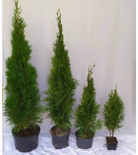 Thuje Smaragd 100-120cm - topthuje