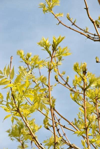 Fraxinus excelsior 'Jaspidea' | jasan ztepilý 'Jaspidea' - Van den Berk školky