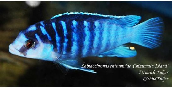 Labidochromis chizumulae/Biela cichlida