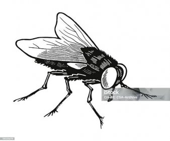 Moucha domácí - Bez autorských poplatků Dvoukřídlí - Hmyz vektorové obrázky