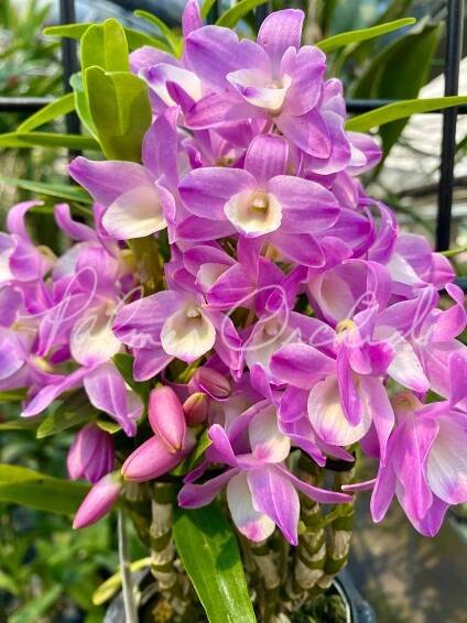 Den Hamana Lake 'Kumi' Palmer Orchids