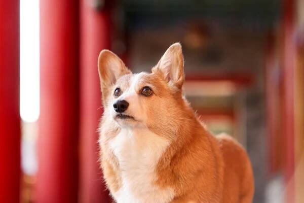 Corgi, Pes, Domáce Zviera, Psie, Zviera
