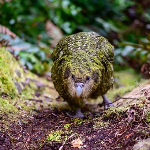 New Zealand's Massive Green Parrots Have Narrowly Avoided Extinction. But Many of Their Parasites Did Not Survive