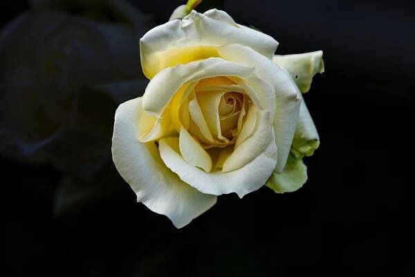 Základová fotografie na téma botanický, dárek, detail, elegance, flóra, jarní květina, jasný, jemný, klasika, klid, kouzlo