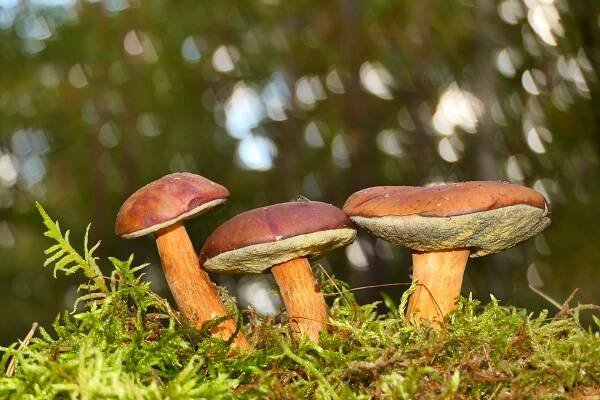 Bolete Houby, Houby, Mykologie