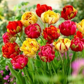Cibule tulipánů - sada 3 odrůd - Renown Unique, Golden Nizza a Miranda - 45 ks.