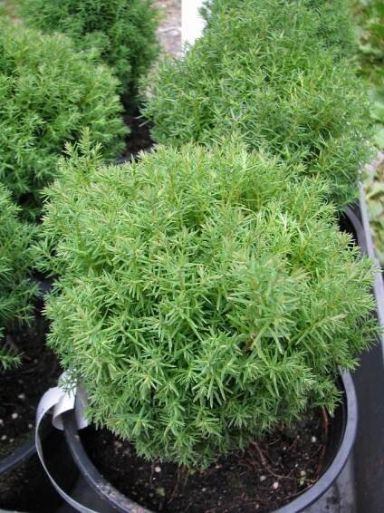 Thuja occidentalis "teddy" - medvídek — Květinářství Plantica