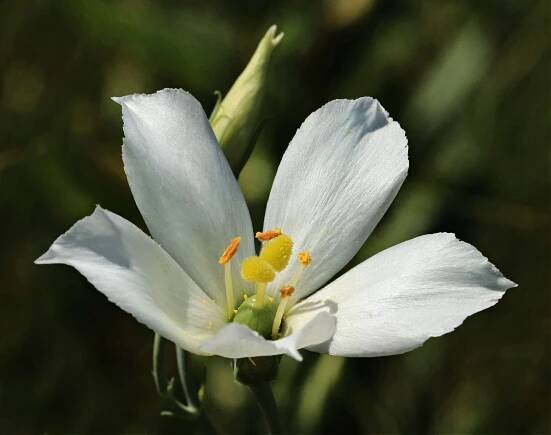 Eustoma exaltatum | Lagniappe