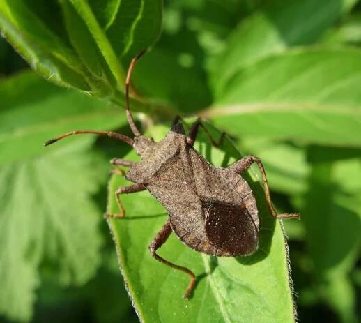 Vroubenka smrdutá (Coreus marginatus)