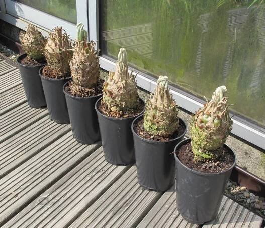 Naše rostliny :: Mikrocykas - Microcycas