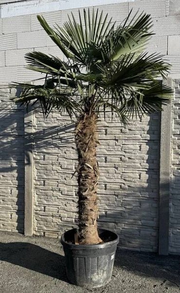 Palmy | Trachycarpus fortunei, výška kmene cca 130 cm | Exotická zahrada Přibice