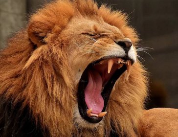 Lví řev je možné slyšet až na vzdálenost 8 kilometrů