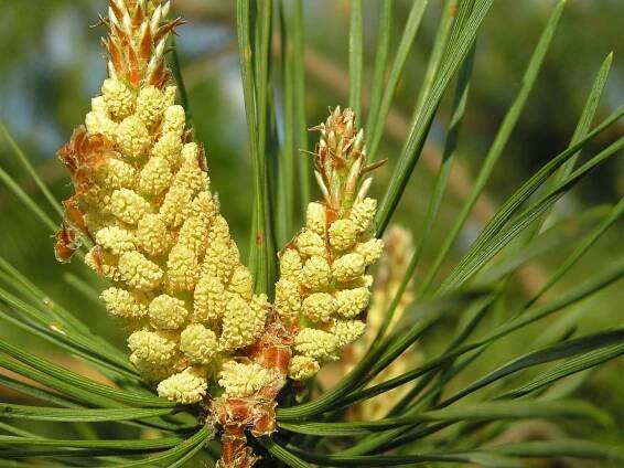 Borovice lesní (Pinus sylvestris) - jehličnaté stromy Písmeno C - květinový portál Vaše zahrada!