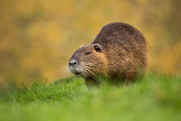 Nutrie říční (Myocastor coypus)