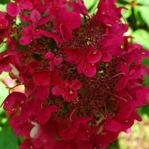 HORTENZIE ́WIM ́S RED® ́ v kont. 2L