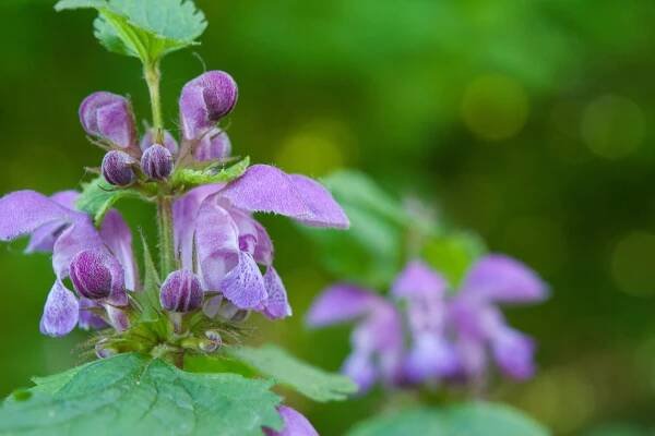 Baical Skullcap: A Stellar Herb for Chronic Infection & Immune Mediation