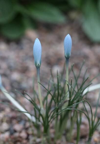 Crocus baytopiorum