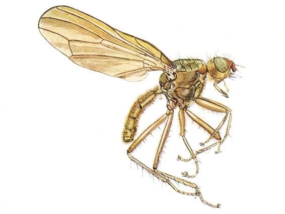 Ekhöfts Fliegen – Ekhöft
