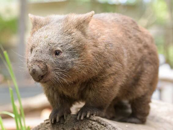 běžný wombat - vombat - stock snímky, obrázky a fotky